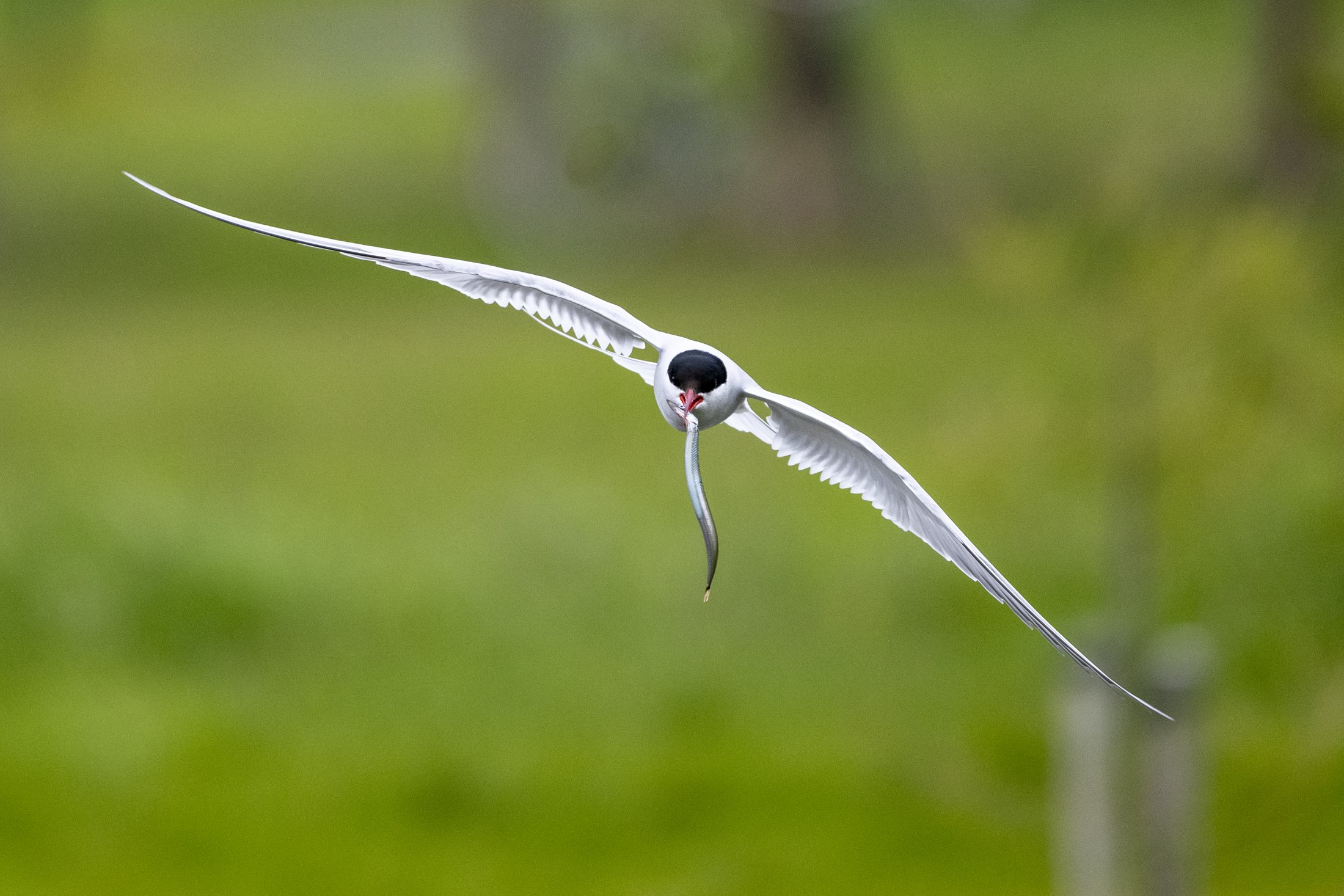 Arctic tern flying with a sandeel