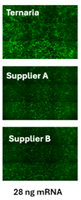 GFP+ fluorescence in human cells: Ternaria, Supplier A, Supplier B