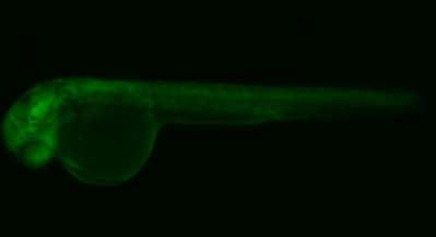 GFP expression in zebrafish embryo — Supplier A