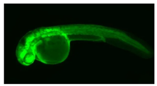 GFP expression in zebrafish embryo — Ternaria